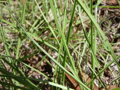 Eremochloa bimaculata