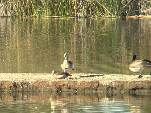 iNaturalist observation photo of Egyptian Goose