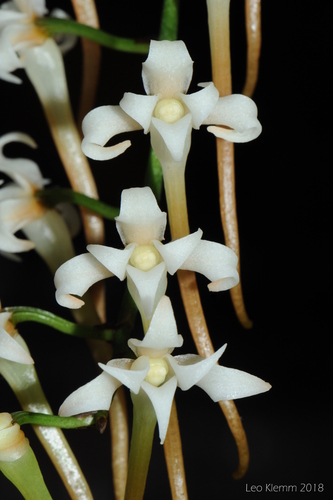 Cyrtorchis monteiroae