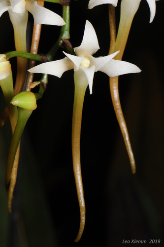 Cyrtorchis monteiroae