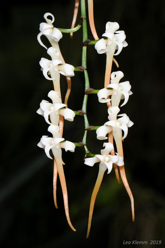 Cyrtorchis monteiroae