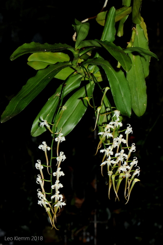 Cyrtorchis monteiroae