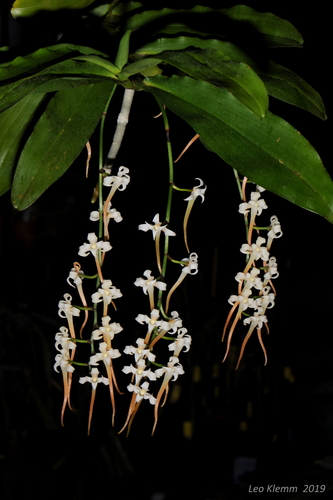 Cyrtorchis monteiroae