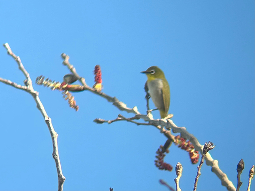 iNaturalist observation photo of Swinhoe's White-eye