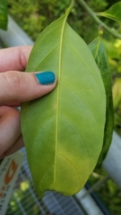 Gomphandra australiana