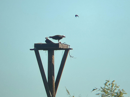 iNaturalist observation photo of Osprey