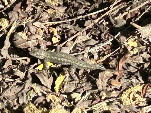 iNaturalist observation photo of Western Fence Lizard