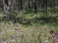 Eremochloa bimaculata