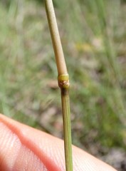 Eremochloa bimaculata