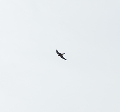 Falco severus