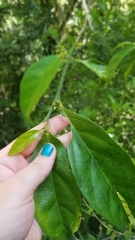 Gomphandra australiana