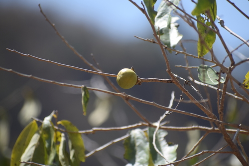 Chocoyito (Diospyros salicifolia)