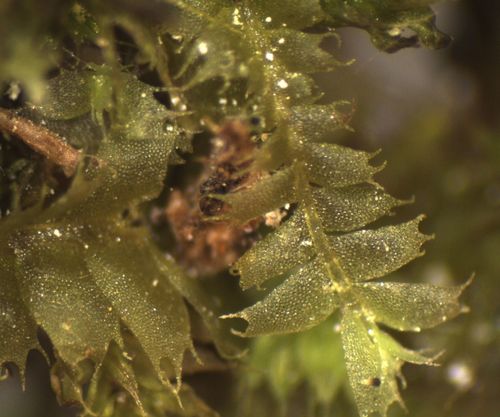 Heteroscyphus triacanthus