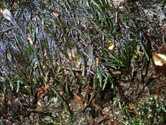 Austrothamnium pandum