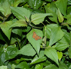 Pseudocoladenia