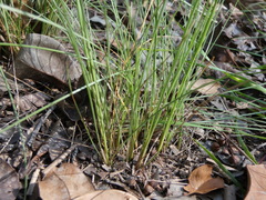 Fimbristylis cinnamometorum