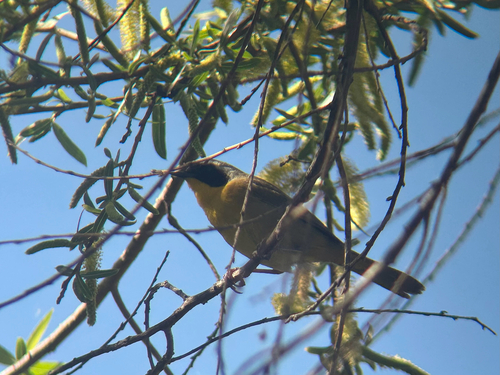 iNaturalist observation photo of Common Yellowthroat