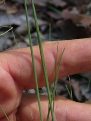 Fimbristylis cinnamometorum