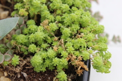 Sedum japonicum