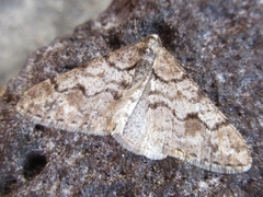 Agriopis dira