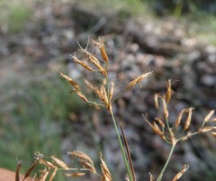 Fimbristylis cinnamometorum