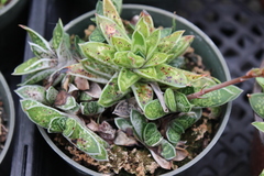 Gasteria obliqua