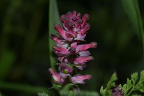 Fumaria densiflora, photograph 3