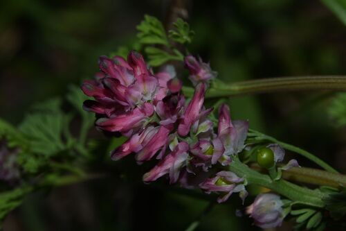 Dense-flowered Fumitory (Fumaria densiflora)