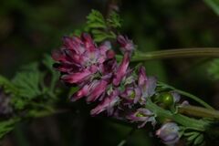 Fumaria densiflora