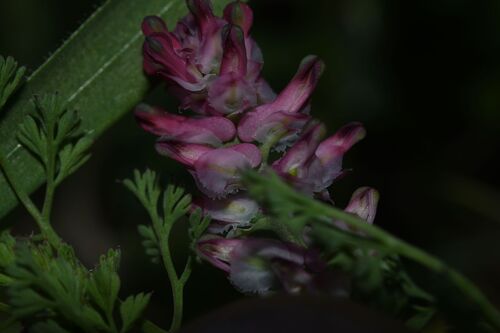 Fumaria densiflora, photograph 1
