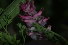 Fumaria densiflora, photograph (c) Julien Renoult, some rights reserved (CC BY)