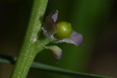Fumaria densiflora, photograph 2