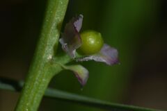 Fumaria densiflora, photograph (c) Julien Renoult, some rights reserved (CC BY)