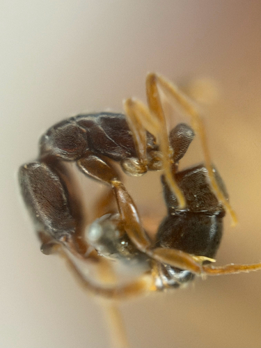 Granulate Crypt Ant