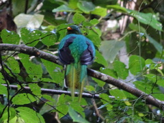 Pharomachrus fulgidus