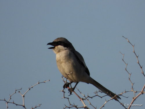 Great Gray Shrike