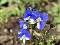 Veronica syriaca