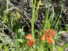 Lathyrus hierosolymitanus