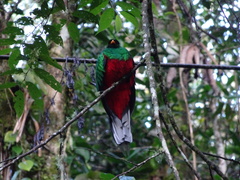 Pharomachrus fulgidus