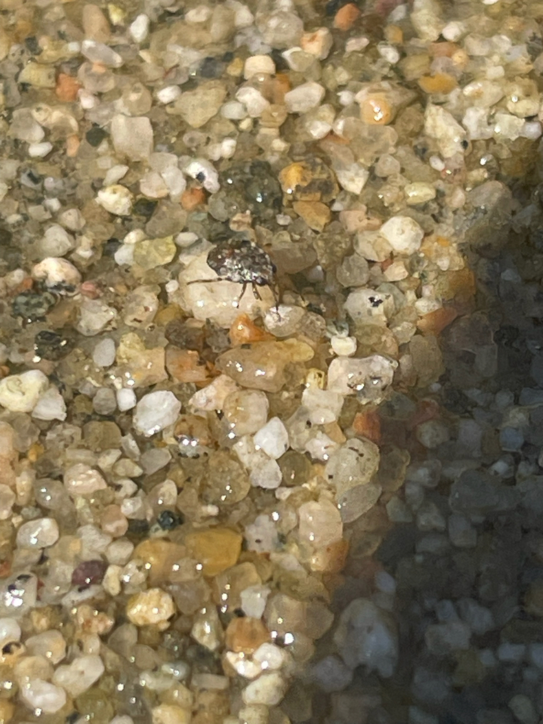 Shore bugs from W Memory Ln, Santa Ana, CA, US on March 17, 2026 at 01: ...