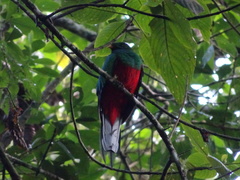 Pharomachrus fulgidus