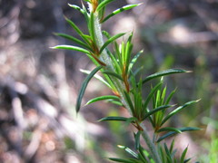 Pultenaea acerosa