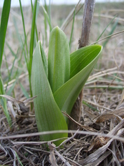 Orchis militaris