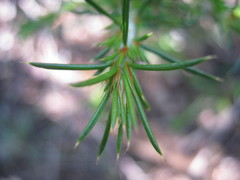 Pultenaea acerosa
