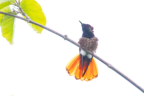 Ruby-topaz Hummingbird