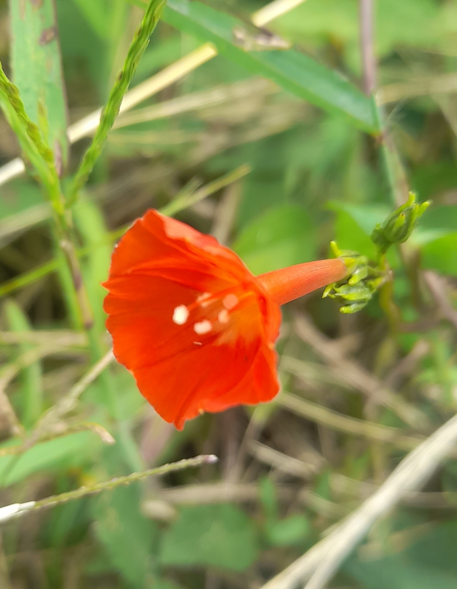 Ipomoea indivisa