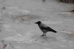 Corvus cornix