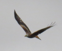 Milvus milvus milvus