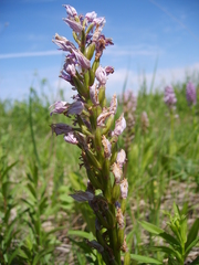 Orchis militaris