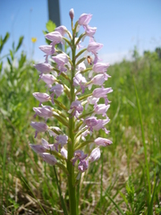 Orchis militaris
